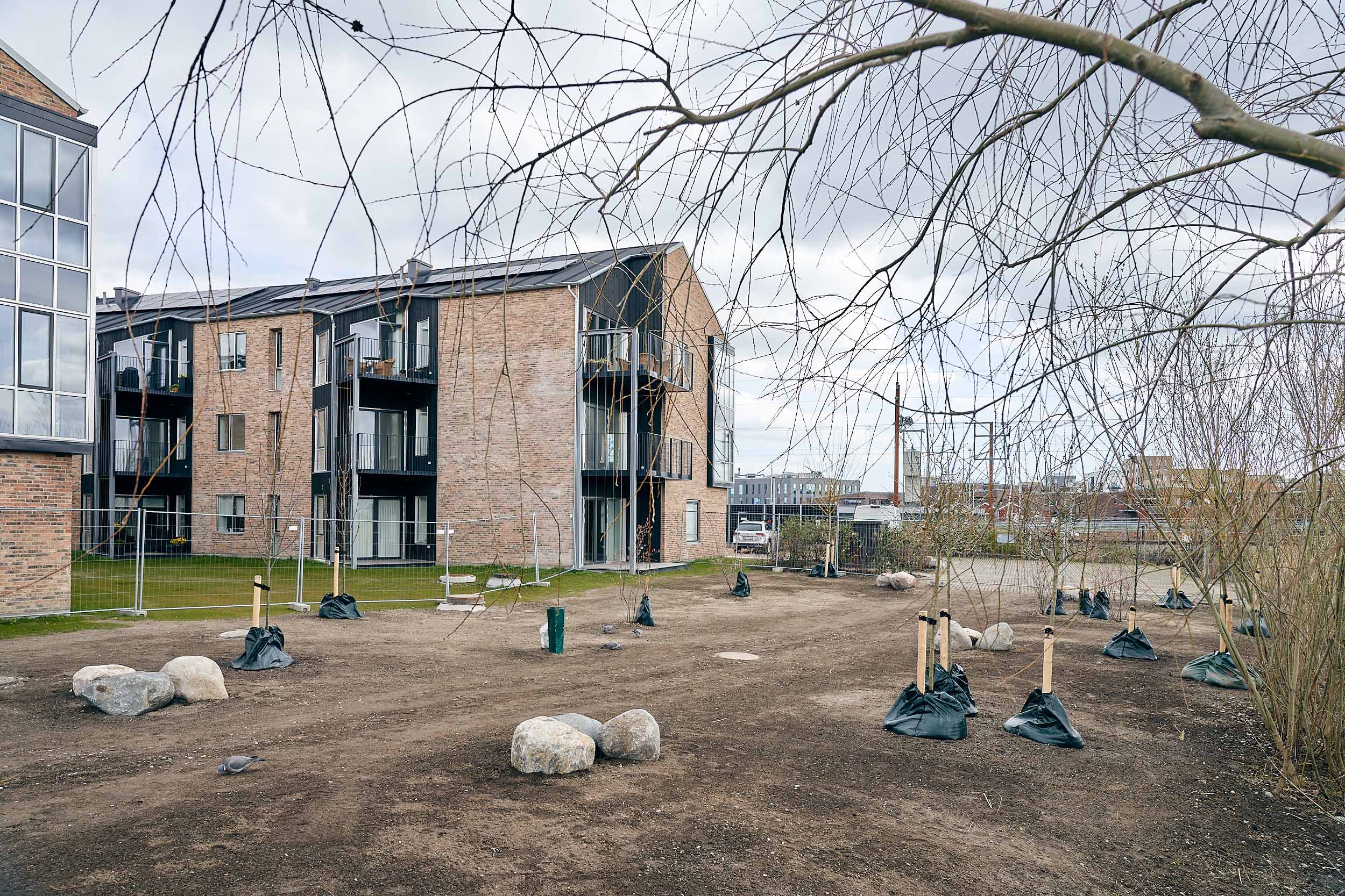 Træer i ny park ved Å-grunden Web