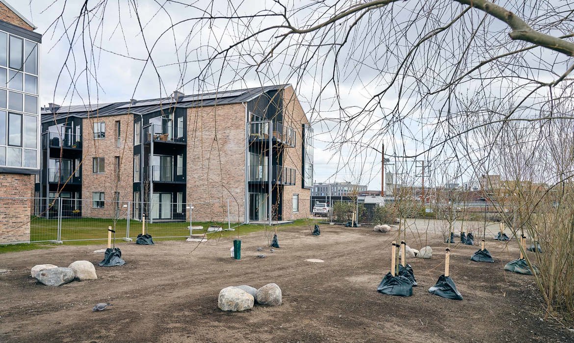 Træer i ny park ved Å-grunden Web